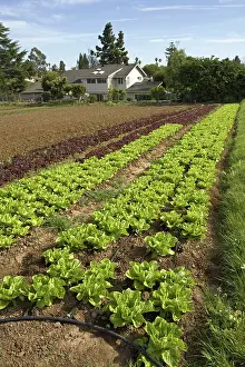 Lactuca: Organic Lettuce Crop