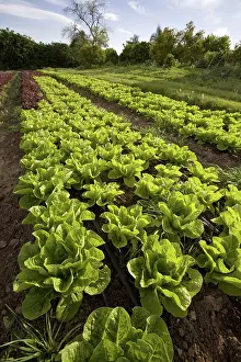 Lactuca: Organic Lettuce Crop