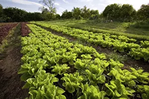 Lactuca: Organic Lettuce Crop
