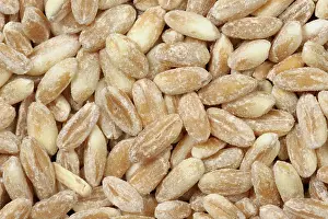 Organic: Organic milled spelt wheat