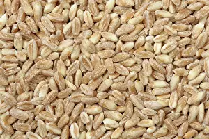 Organic: Organic milled spelt wheat