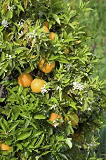 Bearing: Organic Oranges