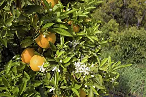 Bearing: Organic Oranges