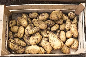 Irish: Organic Potato Dolreine
