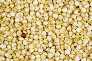 Quinoa: Organic Quinoa - grains; nutritious food grain
