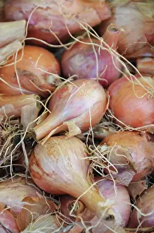 Alliaceae: Organic Shallot