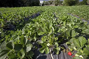 Strawberries: Organic Strawberry Crop