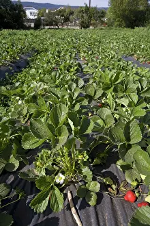 Strawberries: Organic Strawberry Crop