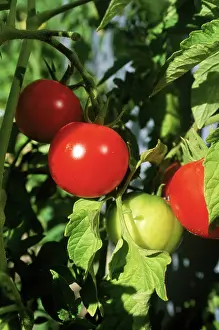 Seattle: Organic Tomatoes