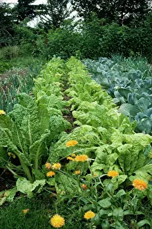 Marigolds: Organic Vegetable GARDEN - with Marigolds as companion