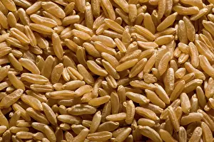 Organically: Organically grown Kamut / Khorasan wheat
