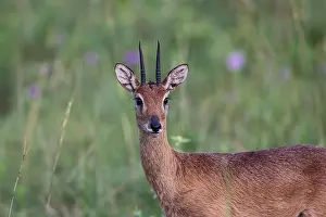 Murchison: Oribi Antelope