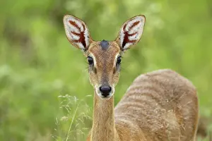 Murchison: Oribi Antelope