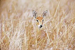 Ourebia: Oribi - female