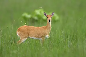 Ourebi: Oribi