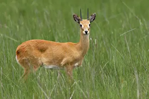 Ourebi: Oribi