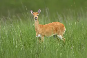 Ourebi: Oribi