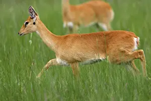 Ourebi: Oribi
