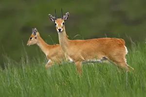 Ourebi: Oribi