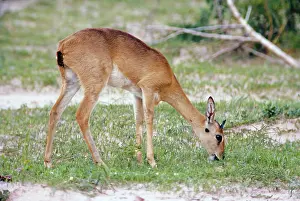 Gillean White: Oribi