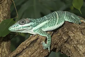 Reptilian: Orient Knight Anole