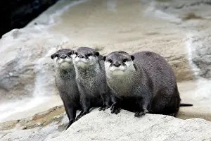 Clawed: Oriental / Asian Small-clawed Otter - three