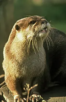 Clawed: Oriental / Asian / Small-clawed / short-clawed OTTER