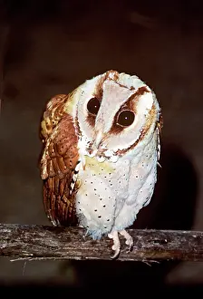 Badius: Oriental Bay Owl