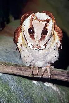 Badius: Oriental Bay Owl - sitting on branch