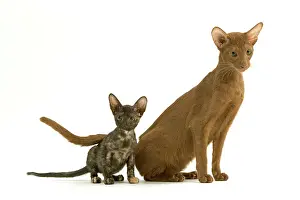 Scruffy: Oriental CAT - adult and sea tortie kitten