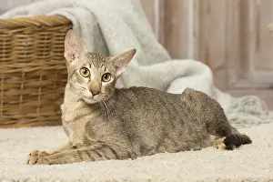 Orientals: Oriental cat indoors