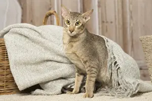 Orientals: Oriental cat indoors