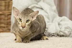 Orientals: Oriental cat indoors