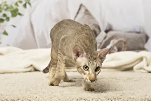 Orientals: Oriental cat indoors