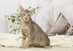Orientals: Oriental cat indoors