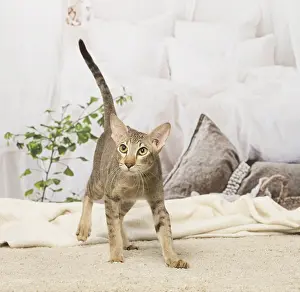 Orientals: Oriental cat indoors
