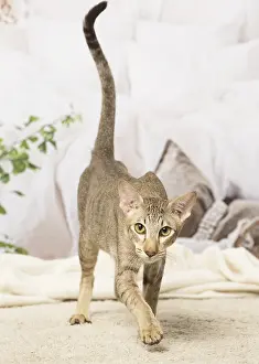 Orientals: Oriental cat indoors