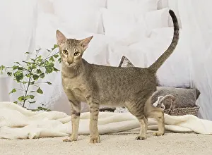 Orientals: Oriental cat indoors