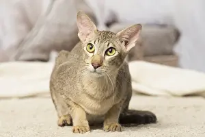 Orientals: Oriental cat indoors