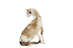Orientals: Oriental Cat - in studio