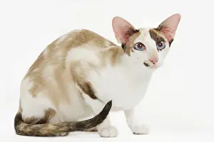 Orientals: Oriental Cat - in studio