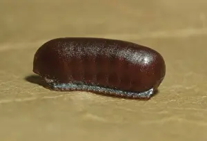 Household: Oriental Cockroach Egg Case