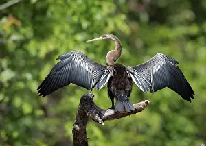 Drying: Oriental Darter (Anhinga melanogaster) drying the