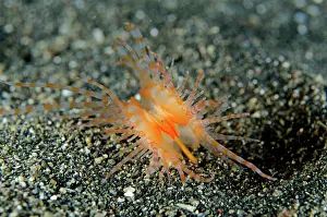Bajo: Oriental Fileclam on black sand Aer Bajo dive site