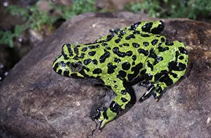 Bombina: Oriental Fire-Bellied Toad