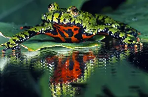 Orientalis: Oriental Fire-bellied Toad (Bombina orientalis)