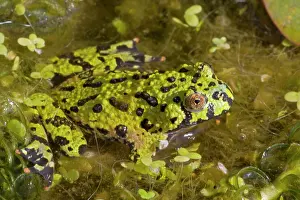Bombina: Oriental Firebellied Toad