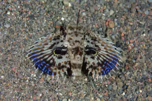 Syngnathiformes: Oriental Flying Gurnard