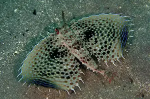 Band: Oriental Flying Gurnard