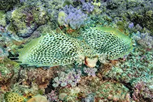 Mauritius: Oriental flying gurnard (Dactyloptena orientalis)